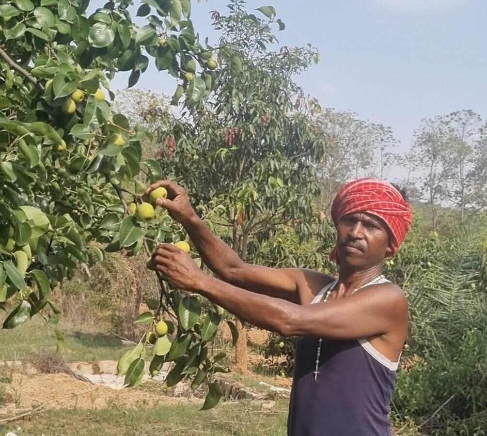Pear cultivation