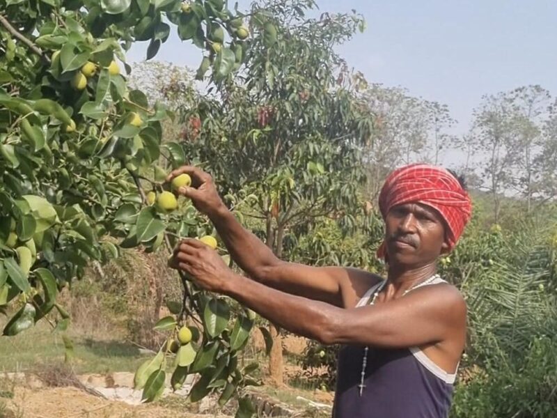 Pear cultivation