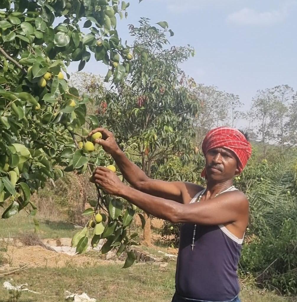 Pear cultivation
