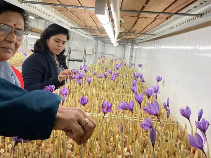 Saffron growing in Mainpuri
