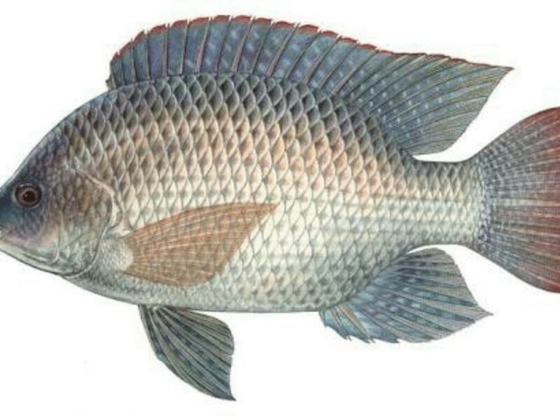 Scientific cultivation of Gift Tilapia