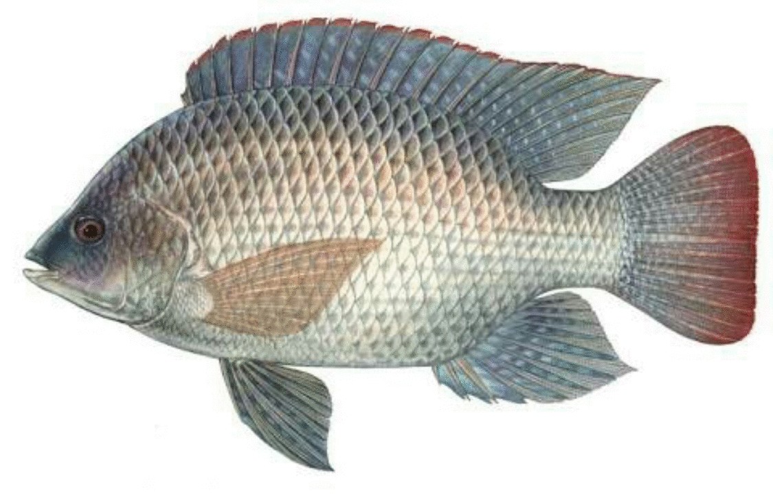 Scientific cultivation of Gift Tilapia