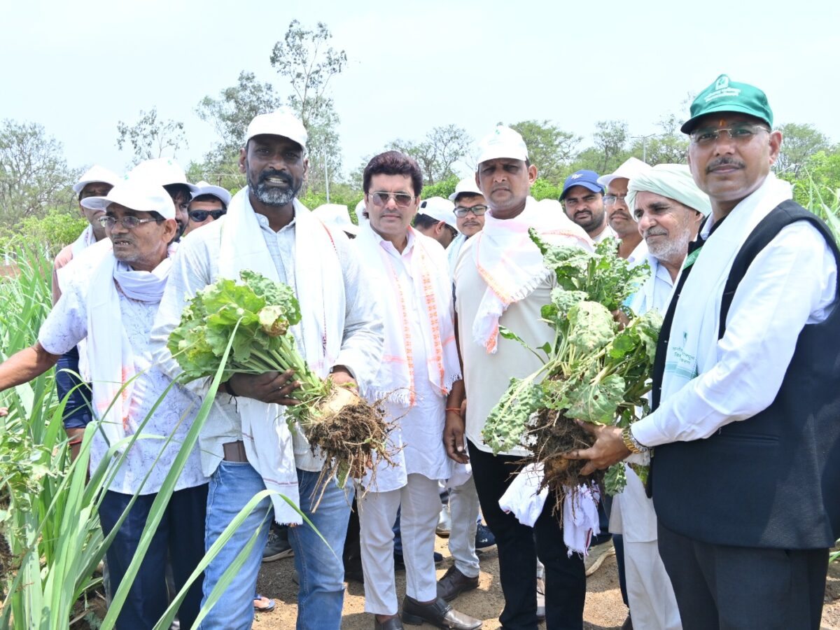 Sugarbeet