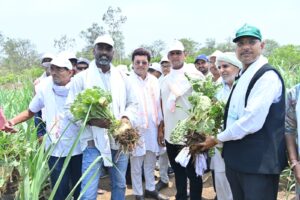 Sugarbeet