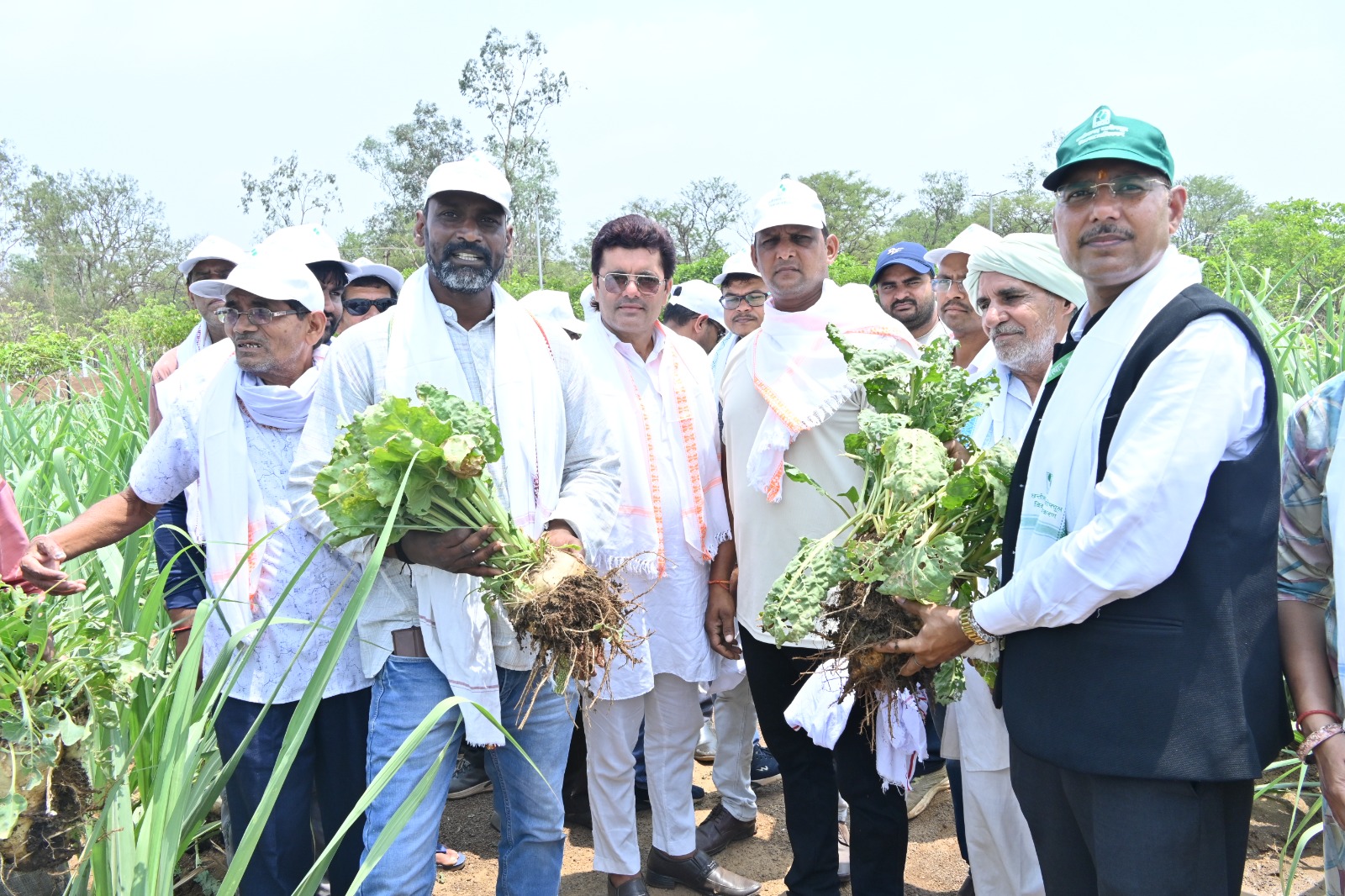 Sugarbeet