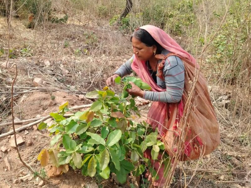 Tendu leaf collection campaign