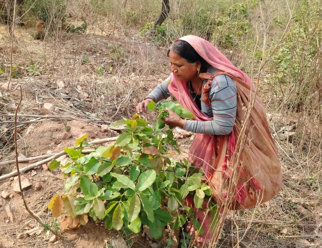 Tendu leaf collection campaign