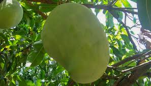 The sweetness of the mangoes of Madhya Pradesh