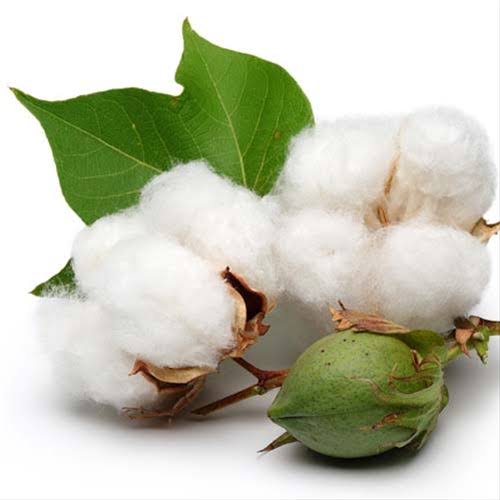 Cotton Trade: Central Government...! Temporary exemption from customs duty granted on cotton imports.