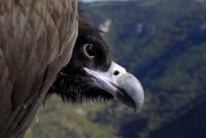 international centre of vulture conservation