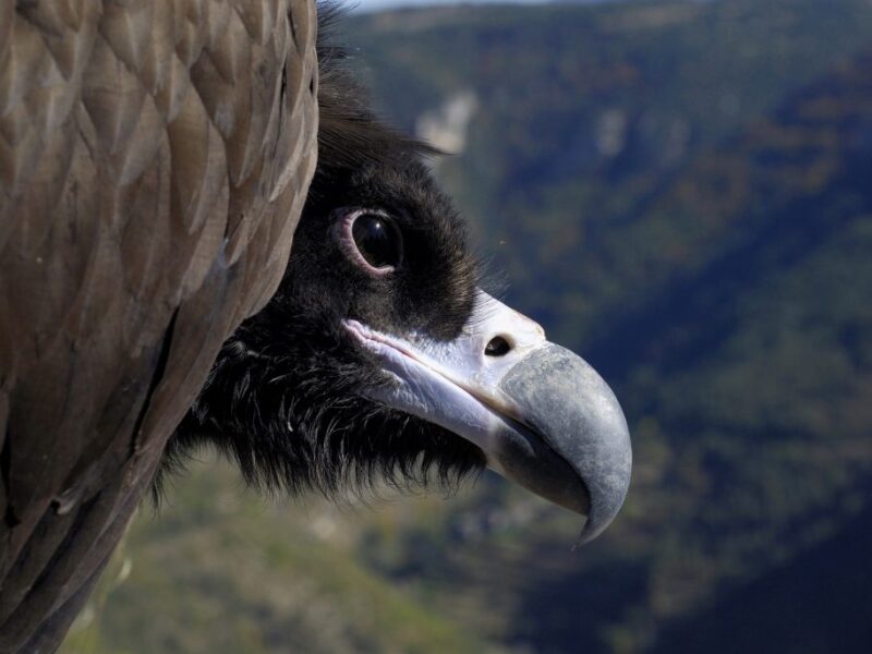 international centre of vulture conservation