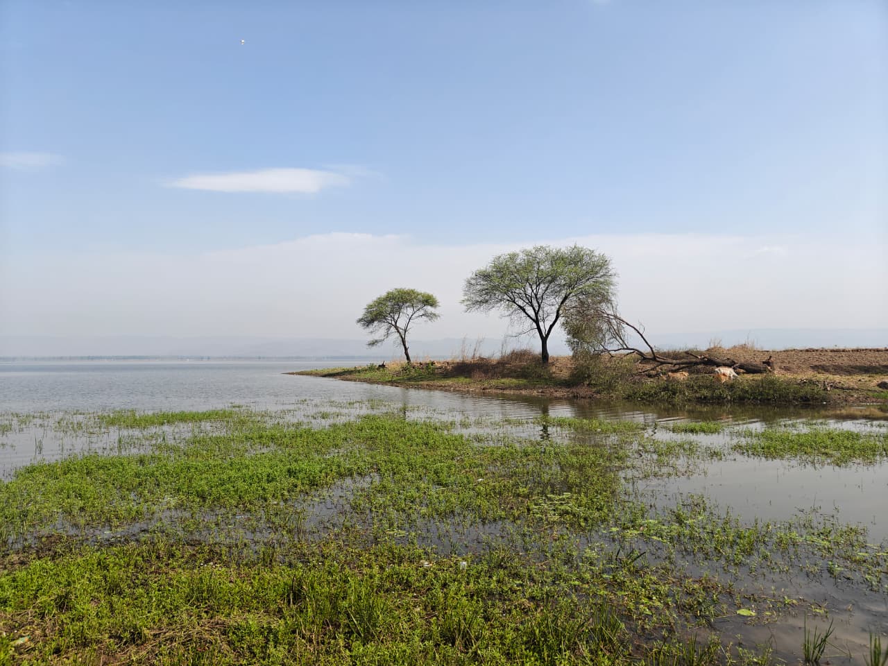 kopra jalashay