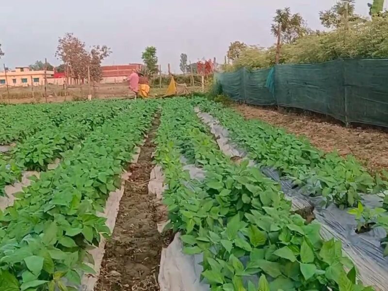 National Pledge to Save: A National Resolve to Save Mother Earth! The ‘Save the Fields Campaign’ (Khet Bachao Abhiyan) to launch from Raisen on June 1st—bringing together KVKs, ICAR, Agricultural Universities, and the State Administration on a single platform.