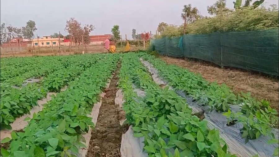 National Pledge to Save: A National Resolve to Save Mother Earth! The ‘Save the Fields Campaign’ (Khet Bachao Abhiyan) to launch from Raisen on June 1st—bringing together KVKs, ICAR, Agricultural Universities, and the State Administration on a single platform.