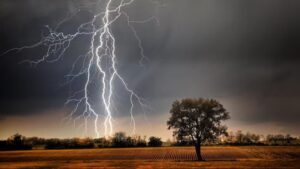Lightning Strike: Lightning wreaks havoc in Baloda Bazar! Cows were standing under a tree to shelter from the rain when lightning struck; 10 animals died on the spot.