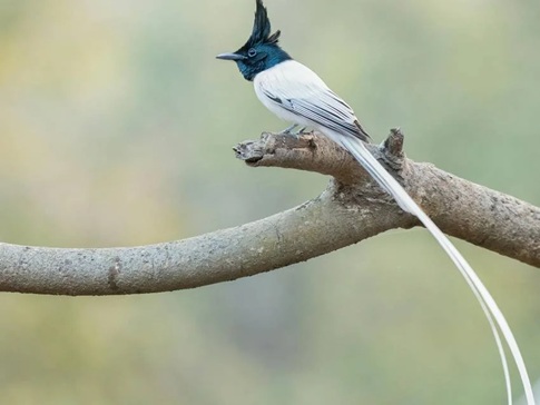 Wildlife Photography: Rare Beauty Unveiled at Udanti-Sitanadi! The State Bird—the Asian Paradise Flycatcher—Enhances the Splendor... Featuring a Long, Silky Tail and Magnificent Flight.