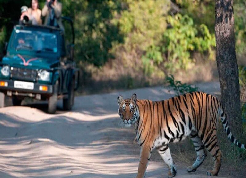 Tiger Reserve Closure: All tiger reserves and jungle safaris in Chhattisgarh will remain closed from June 15 to October 1... Tourist entry prohibited.