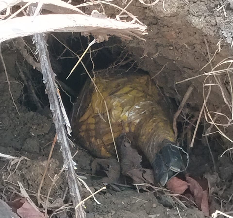 Naxal Operation: Major Naxal plot foiled in Kanker! 3 kg pressure cooker IED found in the forest; security forces defuse it.