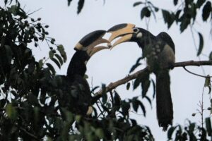 Hornbill Safari: Hornbill Safari to resonate in Udanti-Sitanadi...! Kedar Kashyap's new initiative... Chhattisgarh to get a new eco-tourism destination.