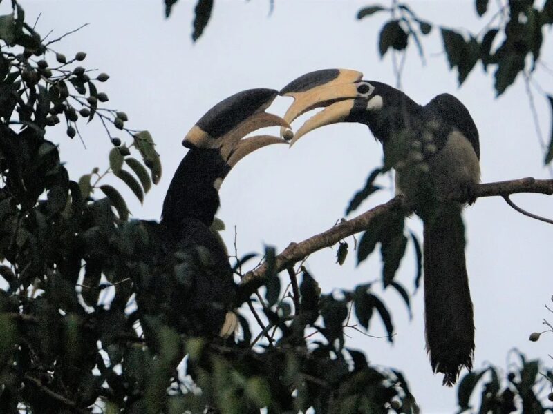 Hornbill Safari: Hornbill Safari to resonate in Udanti-Sitanadi...! Kedar Kashyap's new initiative... Chhattisgarh to get a new eco-tourism destination.