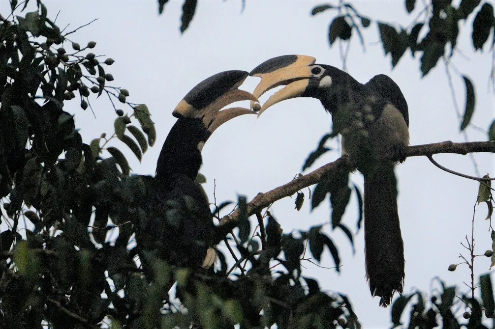 Hornbill Safari: Hornbill Safari to resonate in Udanti-Sitanadi...! Kedar Kashyap's new initiative... Chhattisgarh to get a new eco-tourism destination.