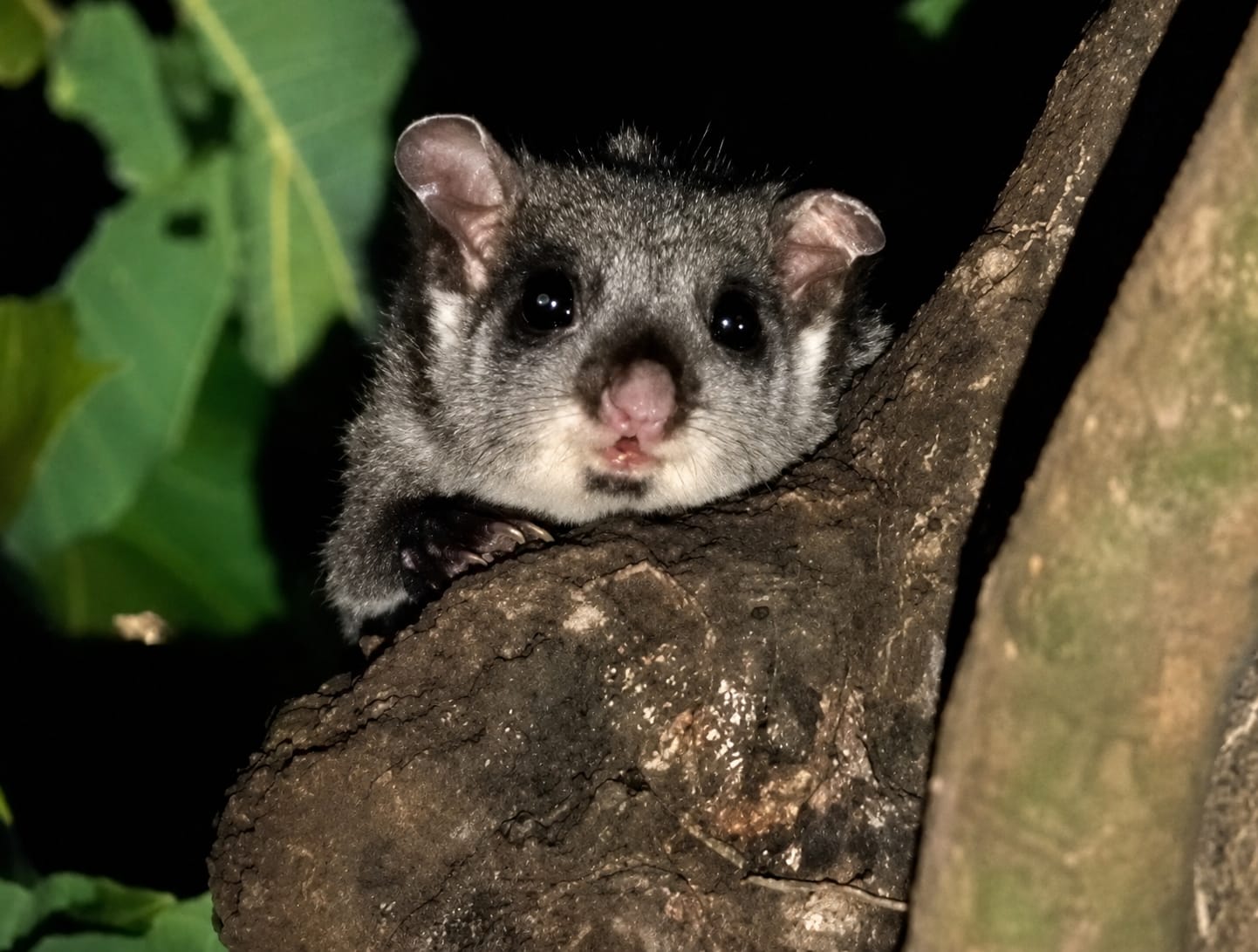 Udanti-Sitanadi Tiger Reserve