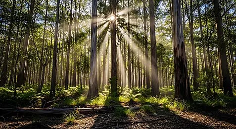 Wood is Earth's precious heritage