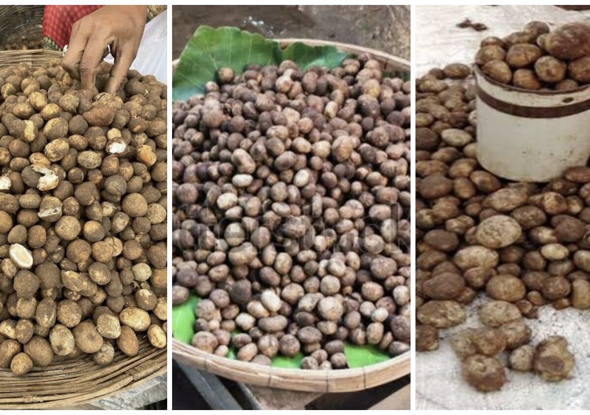 Korba Special: The forest’s ‘white gold’ takes the market by storm! ‘Sarai Boda’ emerges with the first rains—the price will leave you amazed!