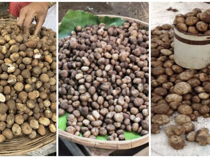 Korba Special: The forest’s ‘white gold’ takes the market by storm! ‘Sarai Boda’ emerges with the first rains—the price will leave you amazed!