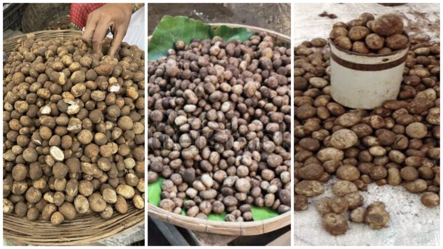 Korba Special: The forest’s ‘white gold’ takes the market by storm! ‘Sarai Boda’ emerges with the first rains—the price will leave you amazed!