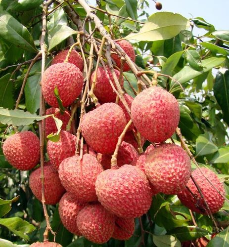fresh litchi