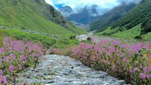 Valley of Flowers Now Open: The magic of colors is set to bloom once again in the valleys of Uttarakhand! The tourism season has officially commenced at Chamoli's 'Valley of Flowers'—allowing tourists to revel in this paradise-like spectacle until October.