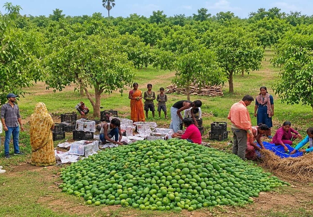 Jharkhand Mango Export: Jharkhand's mangoes making waves abroad! Simdega's 'Amrapali' mangoes shipped to the UK for the first time—farmers' fortunes shine.