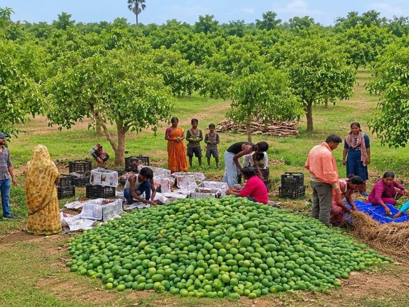 Jharkhand Mango Export: Jharkhand's mangoes making waves abroad! Simdega's 'Amrapali' mangoes shipped to the UK for the first time—farmers' fortunes shine.