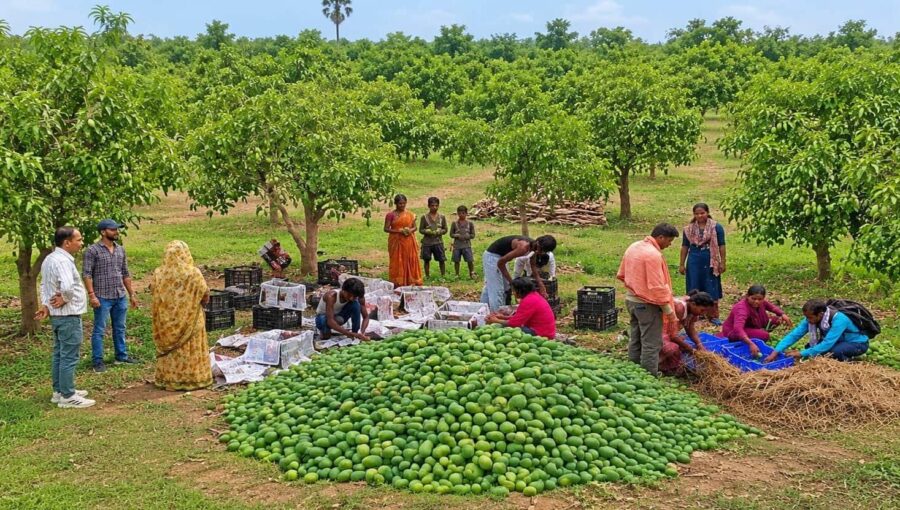 Jharkhand Mango Export: Jharkhand's mangoes making waves abroad! Simdega's 'Amrapali' mangoes shipped to the UK for the first time—farmers' fortunes shine.