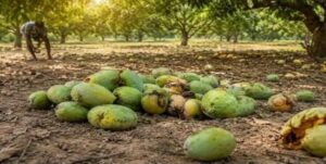 mango farmers