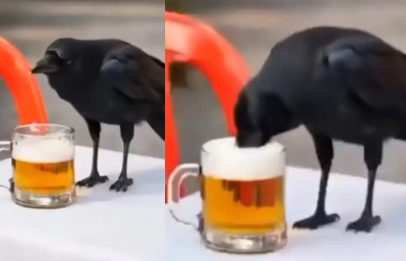 Drink and Drive: Flying Under the Influence Proves Fatal...! A Crow Takes Flight After Drinking Beer...! Watch What Happened Next Here... Bilaspur Police's AI Video Goes Viral.