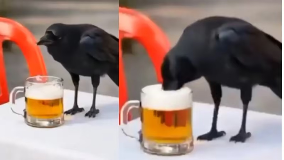 Drink and Drive: Flying Under the Influence Proves Fatal...! A Crow Takes Flight After Drinking Beer...! Watch What Happened Next Here... Bilaspur Police's AI Video Goes Viral.