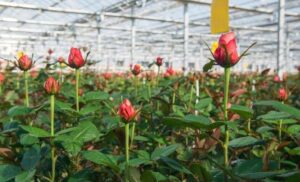 Hi-Tech Farming: A young farmer from Dhamtari quits his job to embrace high-tech rose farming, driving demand for the flowers to other states.
