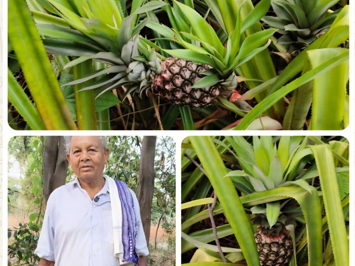 Success Story: Planted a few saplings on the farm bunds…! A farmer from Raigarh transformed his fortunes—earning ₹2.5 lakh annually.