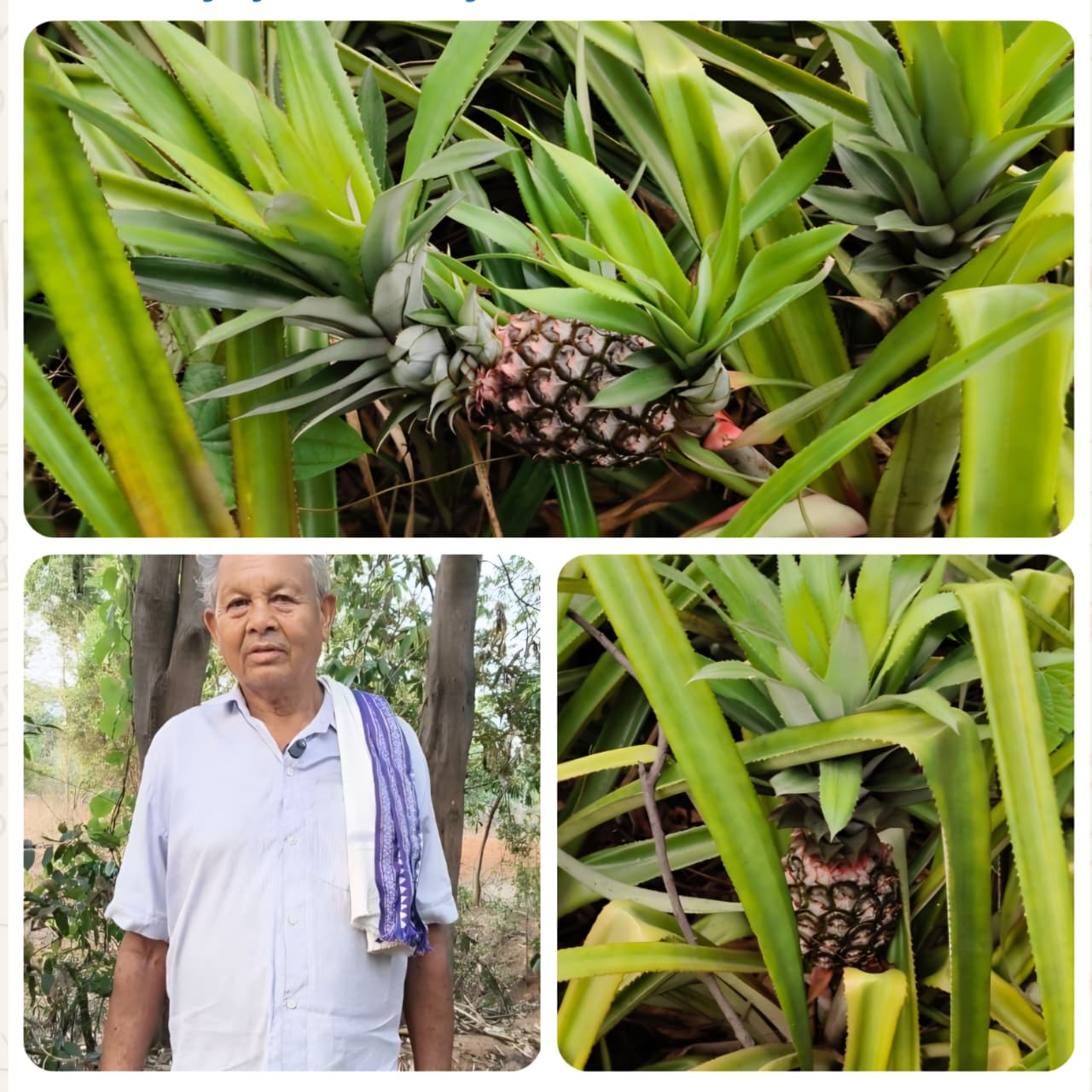 Success Story: Planted a few saplings on the farm bunds…! A farmer from Raigarh transformed his fortunes—earning ₹2.5 lakh annually.