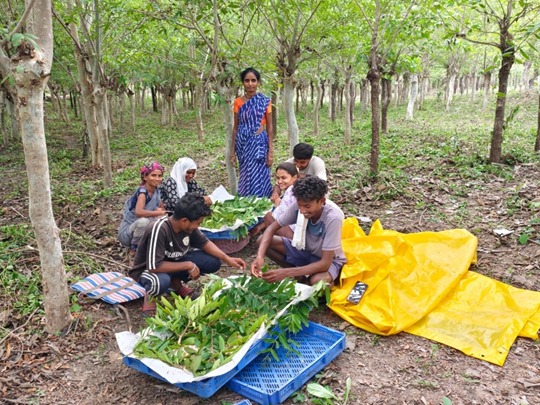 Directorate of Sericulture – Tussar Rearing