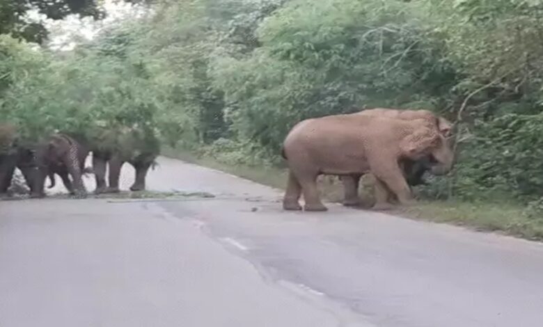 Raigarh Elephant Herd: Elephants block the road in Raigarh...! 18 elephants remained stationed on the highway until late at night... long queues of vehicles formed on both sides.
