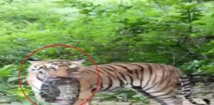 Corbett Tiger Reserve: A rare sight in the forests of Corbett! A tiger made an extraordinary kill—clamping a massive python in its jaws—and the video has gone viral.