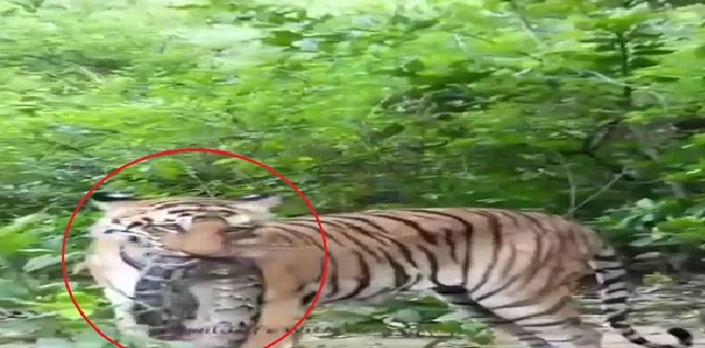 Corbett Tiger Reserve: A rare sight in the forests of Corbett! A tiger made an extraordinary kill—clamping a massive python in its jaws—and the video has gone viral.