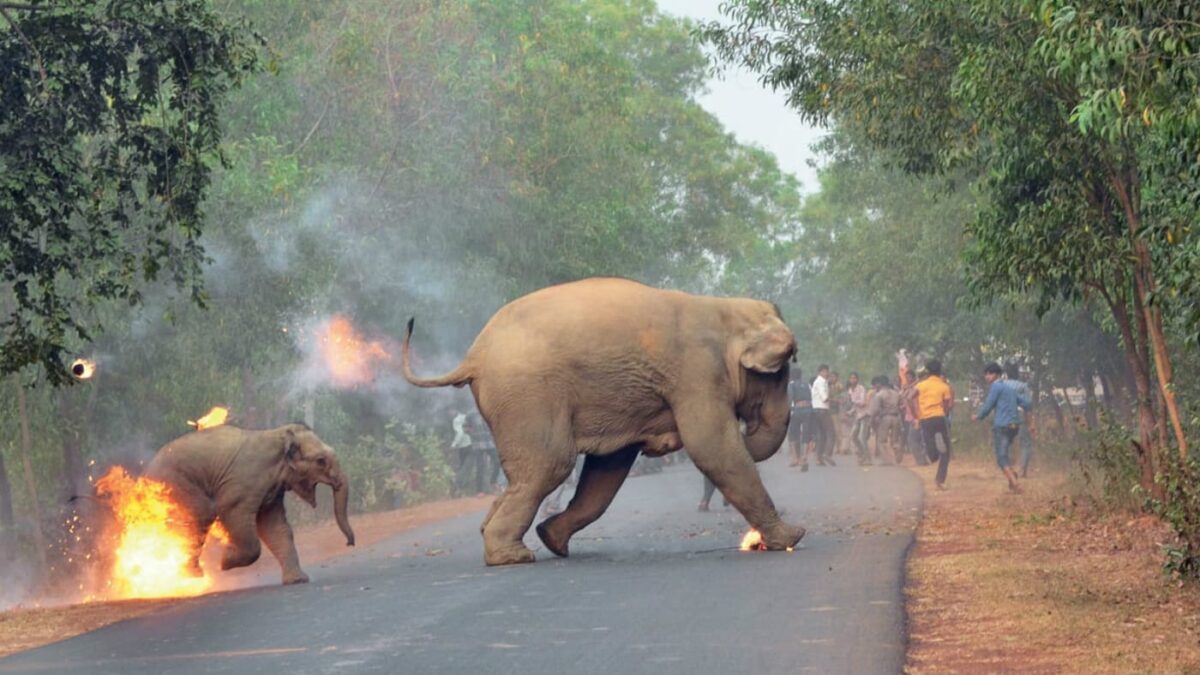 Human-Elephant Management Model