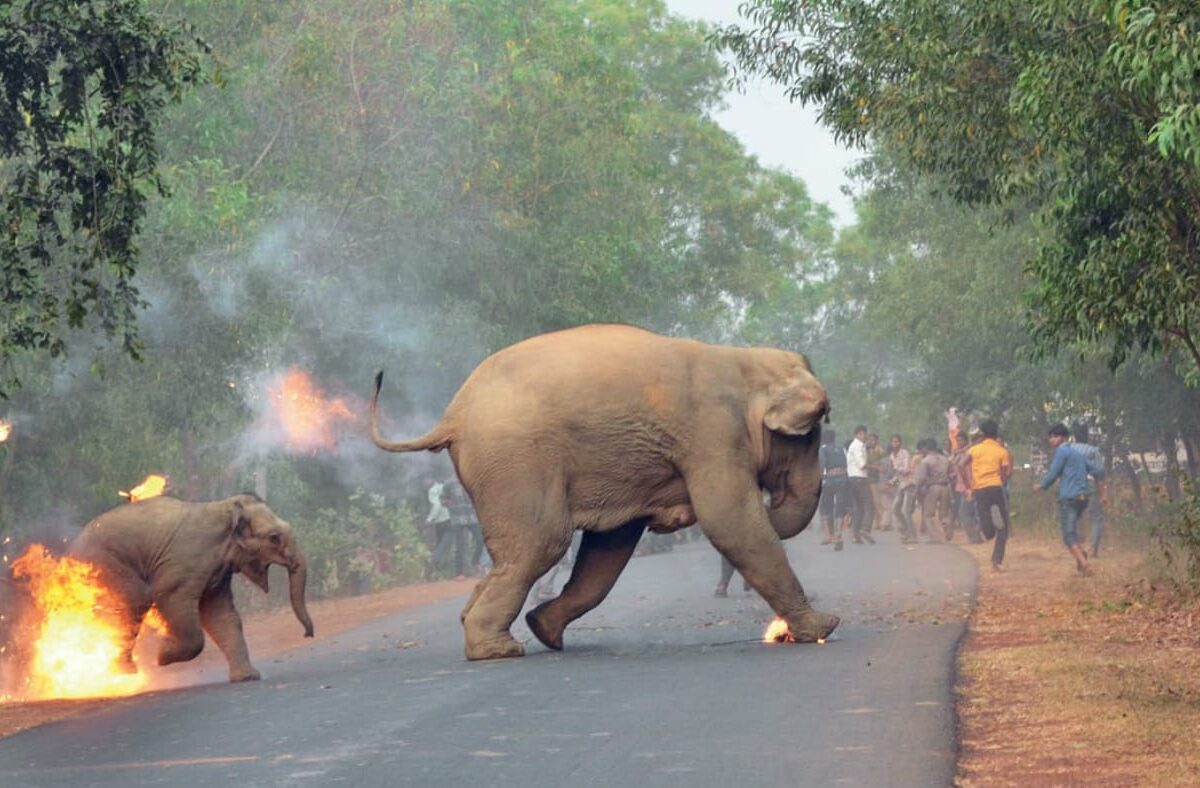 Human-Elephant Management Model