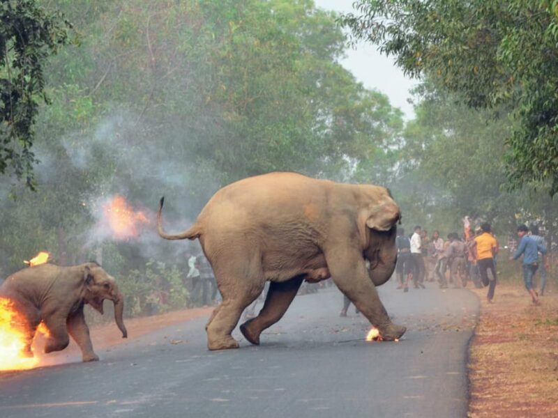 Human-Elephant Management Model