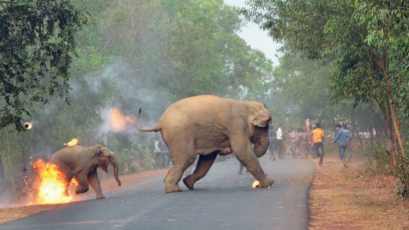 Human-Elephant Management Model