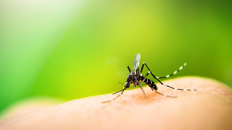 Malaria Alert: Malaria wreaks havoc in Chhattisgarh! Two children die within 24 hours; Health Department report raises concerns.